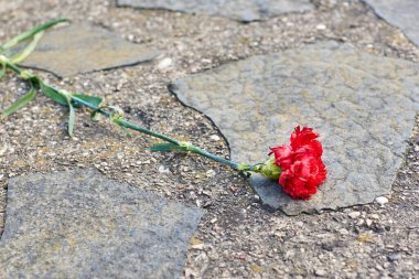 Karanfil çiçeği betonun üzerine serilmiş. Anma tabağında çiçek.