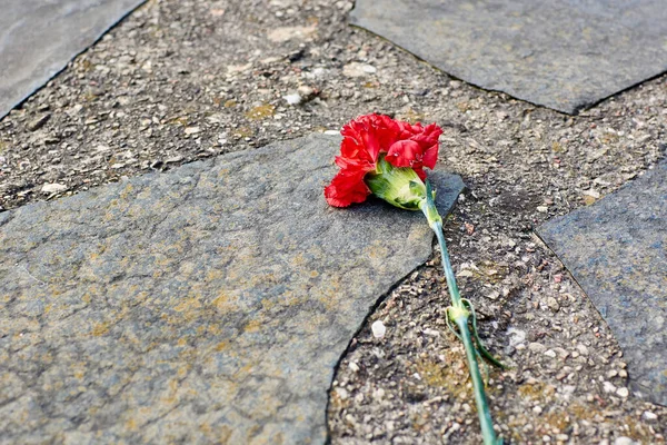 Karanfil çiçeği betonun üzerine serilmiş. Anma tabağında çiçek.