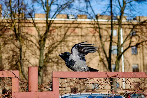 Kråka Lyfter Från Ett Staket Stad — Stockfoto