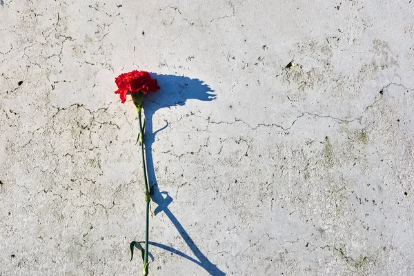 Carnation Flower Laid Concrete Flower Memorial Plate — Stock Photo, Image