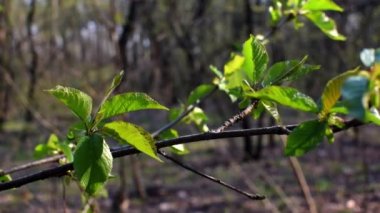 Rüzgarda sallanan yeşil ağaç dalları.