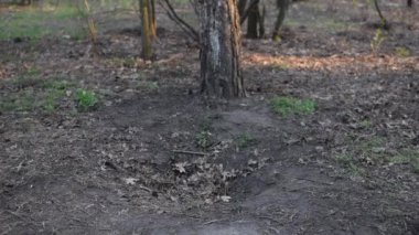 Kiev, Ukrayna - 10 Nisan 2020: Sarı ceketli bir çocuk ormanda koşuyor.