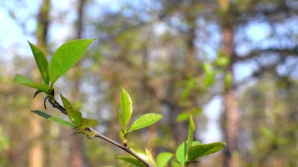 Balanceo Ramas Árboles Verdes Viento — Vídeo de stock