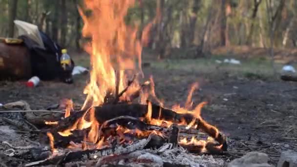 Brandend Kampvuur Het Bos — Stockvideo