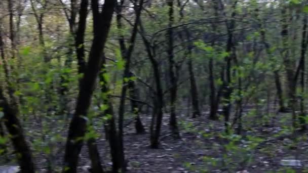 Marcher dans les bois. Vue à la première personne. Un homme marche dans un parc verdoyant .