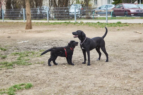 Dois Cães Numa Plataforma Passeio Comunicação Animal — Fotografia de Stock