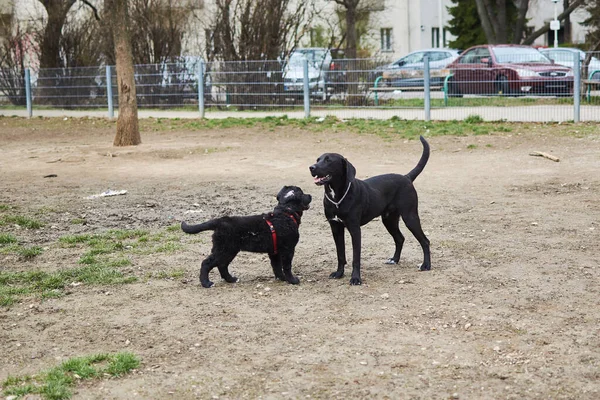 Vienna, Austria - March 11, 2020: Two dogs on a fenced area for dog walking in the city. — Stock Image Vienna Austria March 2020 Two Dogs Fenced Area Dog Walking Royalty Free Stock Photos