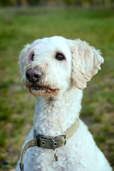 Retrato Perro Naturaleza Gran Caniche Esquilado Real —  Fotos de Stock