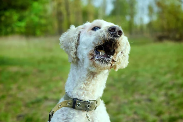 Perro Con Boca Abierta Atrapa Comida Parque — Foto de Stock