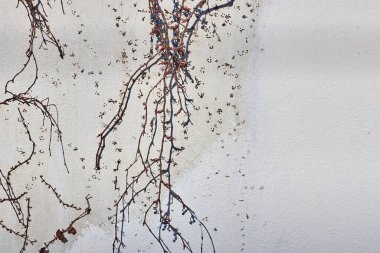 Beton duvar kuru üzümlerle kaplanmış. Arkaplan olarak kullanılabilir.