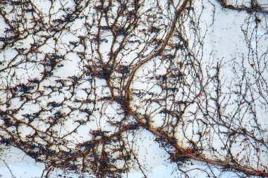 Beton duvar kuru üzümlerle kaplanmış. Arkaplan olarak kullanılabilir.