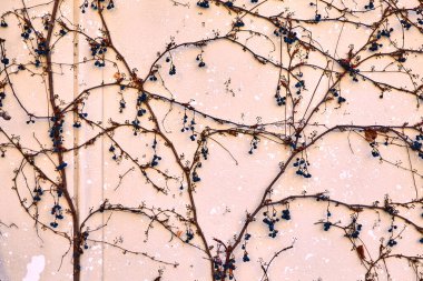 Beton duvar kuru üzümlerle kaplanmış. Arkaplan olarak kullanılabilir.