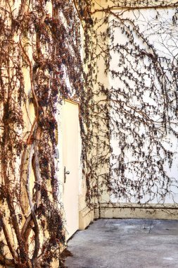 Beton duvar kuru üzümlerle kaplanmış. Arkaplan olarak kullanılabilir.