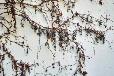 Beton duvar kuru üzümlerle kaplanmış. Arkaplan olarak kullanılabilir.