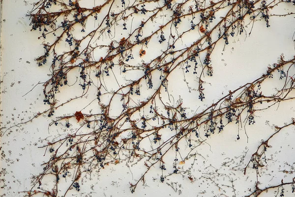 Parede Concreto Coberto Com Uvas Secas Selvagens Pode Ser Usado — Fotografia de Stock