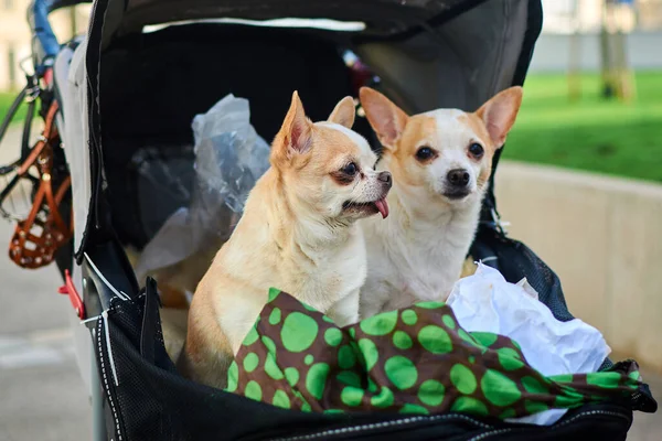 Two dogs are sitting in a stroller.