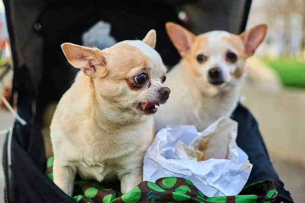 Two dogs are sitting in a stroller.