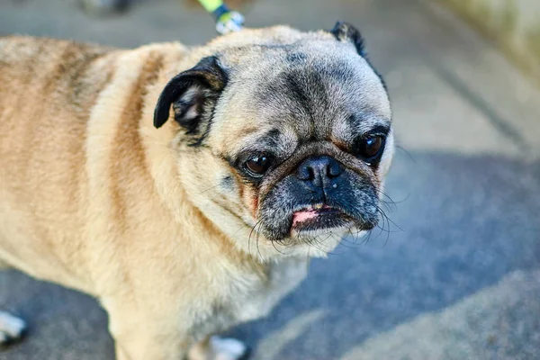 Pug dog face muzzle close up.