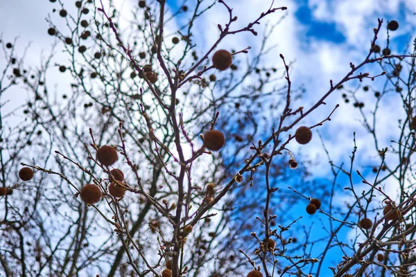 Bir Ağacın Dalları Gökyüzüne Karşı — Stok fotoğraf