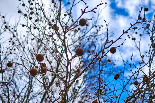 Rami Albero Contro Cielo — Foto Stock