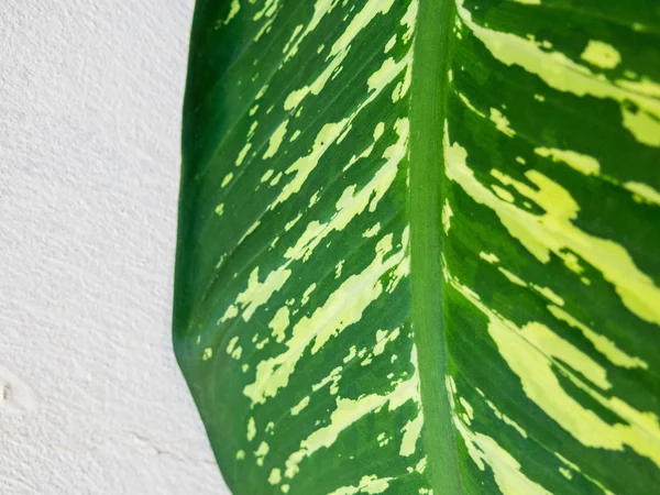 Foto latar belakang daun hijau — Stok Foto