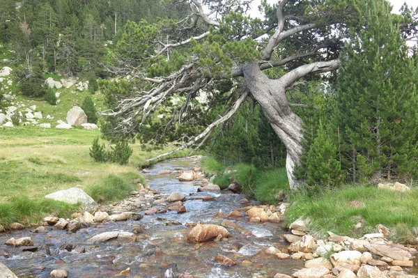 Vista del valle de Llubriqueto en el parque nacional Aiguestortes, Catalo —  Fotos de Stock