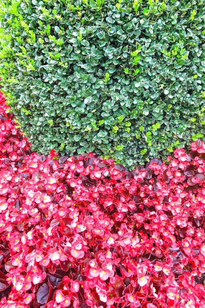Bakgrund av röda och gröna växter — Stockfoto