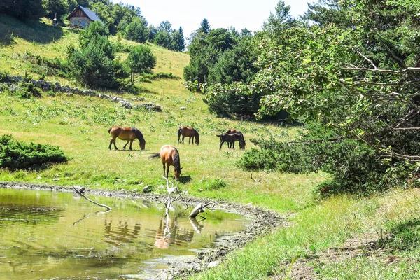 Divocí koně v Katalánské Pyreneje, Španělsko — Stock fotografie