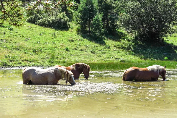 Divocí koně v Katalánské Pyreneje, Španělsko — Stock fotografie