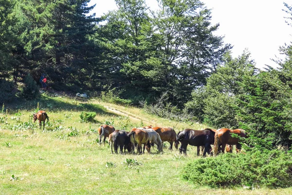 Caballos salvajes en los Pirineos Catalanes, España —  Fotos de Stock