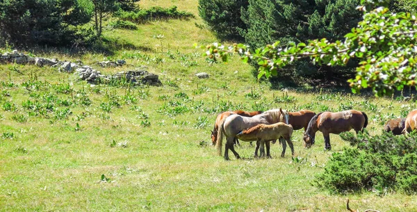 Dzikie konie w katalońskich Pirenejach, Hiszpania — Zdjęcie stockowe