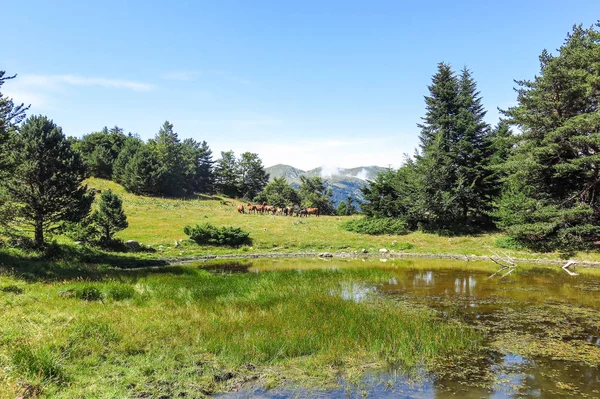 Caballos salvajes en los Pirineos Catalanes, España — Foto de Stock