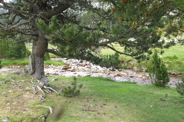 Uitzicht over Llubriqueto vallei in nationaal park Aiguestortes, Catalo — Stockfoto