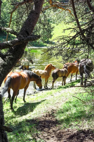 Divocí koně v údolí Aran v Katalánské Pyreneje, Španělsko — Stock fotografie