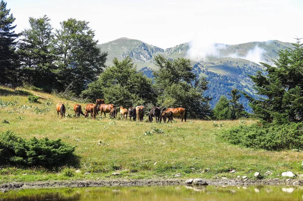 Dzikie konie w dolinie Aran, w katalońskich Pirenejach, Hiszpania — Zdjęcie stockowe