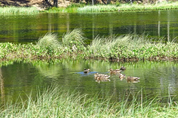 View of a family of ducks in the Oles pond. — Stock Photo, Image