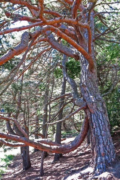 Foresta della valle dell'Aran, Spagna — Foto Stock