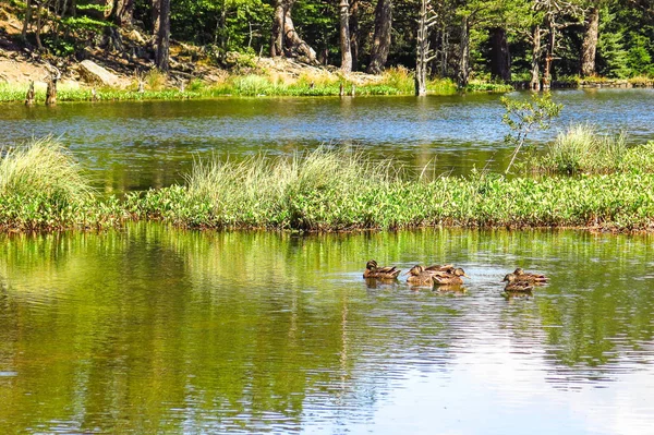 Vista de una familia de patos en el estanque de Oles . — Foto de Stock