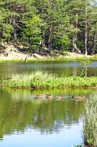 Vista de una familia de patos en el estanque de Oles . — Foto de Stock