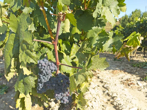 Vinhedo em la Rioja antes da colheita, Espanha — Fotografia de Stock