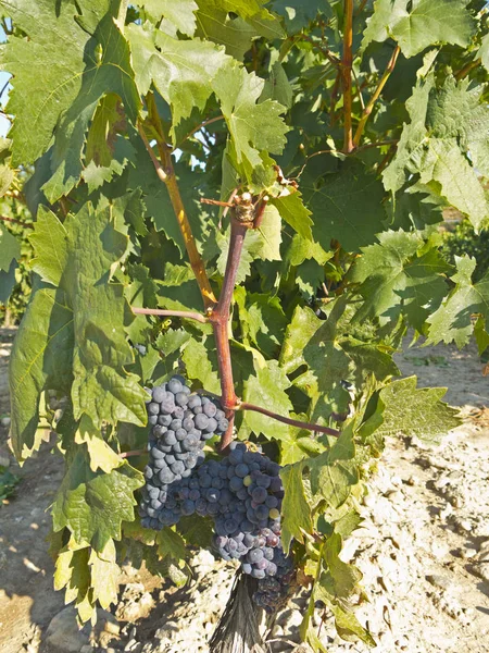 Winnica w la Rioja przed zbiorami, Hiszpania — Zdjęcie stockowe