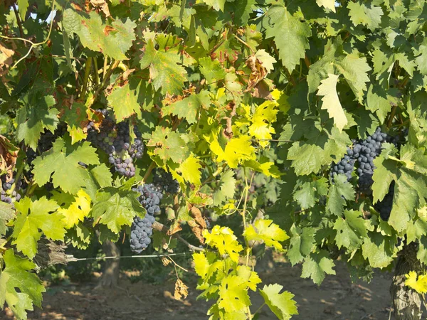 Weinberg in La Rioja vor der Ernte, Spanien — Stockfoto