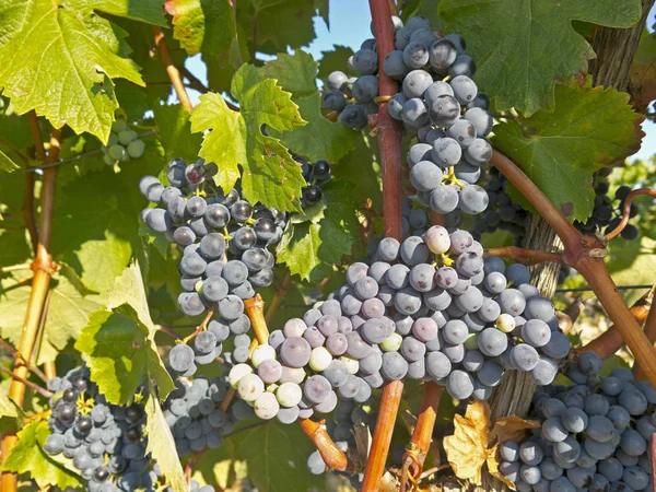 Vinhedo em la Rioja antes da colheita, Espanha — Fotografia de Stock