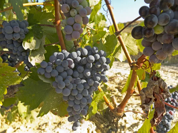 Vinhedo em la Rioja antes da colheita, Espanha — Fotografia de Stock