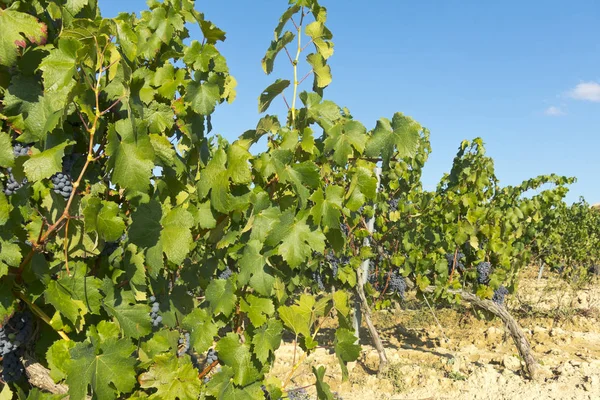 Wijngaard in la Rioja vóór de oogst, Spanje — Stockfoto