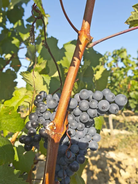 Viñedo en la Rioja antes de la cosecha, España — Foto de Stock