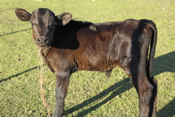 Malé hnědé kožené tele na farmě — Stock fotografie