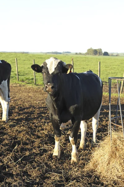Çiftlikteki bir inek — Stok fotoğraf