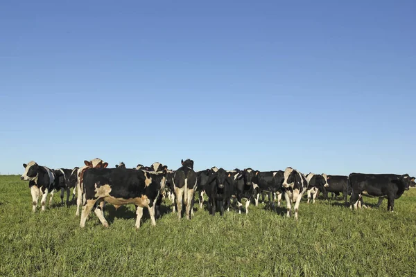 A Pampa-ban legelő tehenek. — Stock Fotó