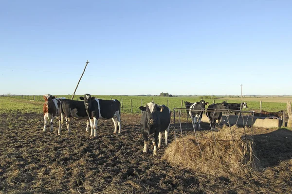Kühe mit schwarzen und braunen Flecken auf der amerikanischen Pampa. — Stockfoto